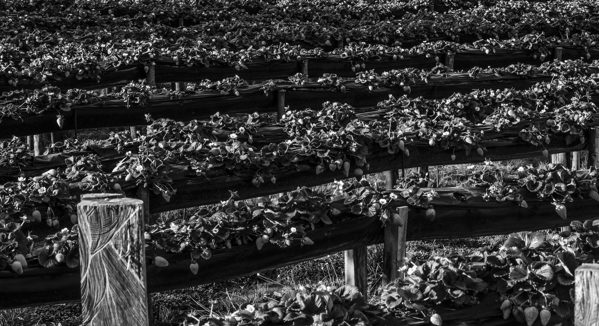 Elsie Monge en la sala de su departamento en Quito. Marzo de 2022. Foto: Karen Toro A.
